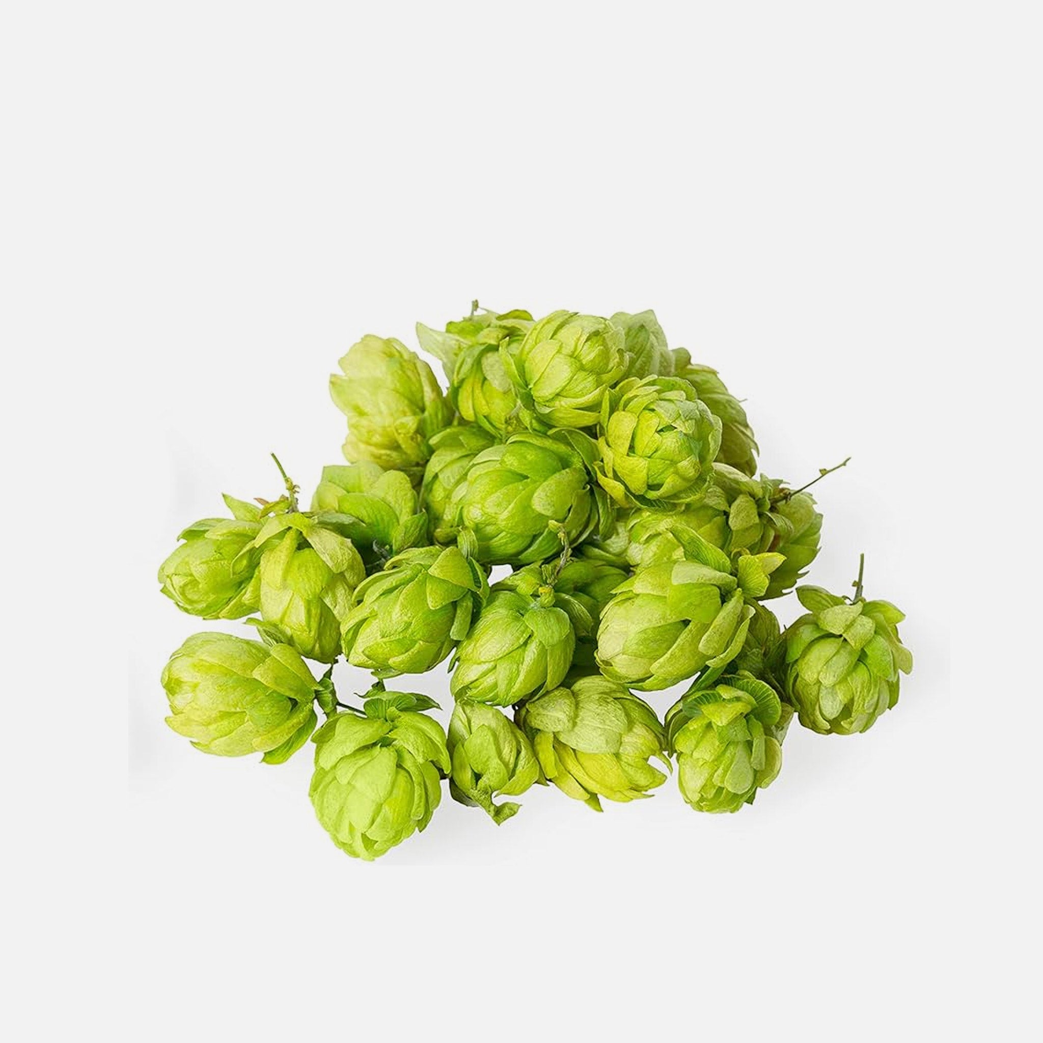Hopfenblüten BIO