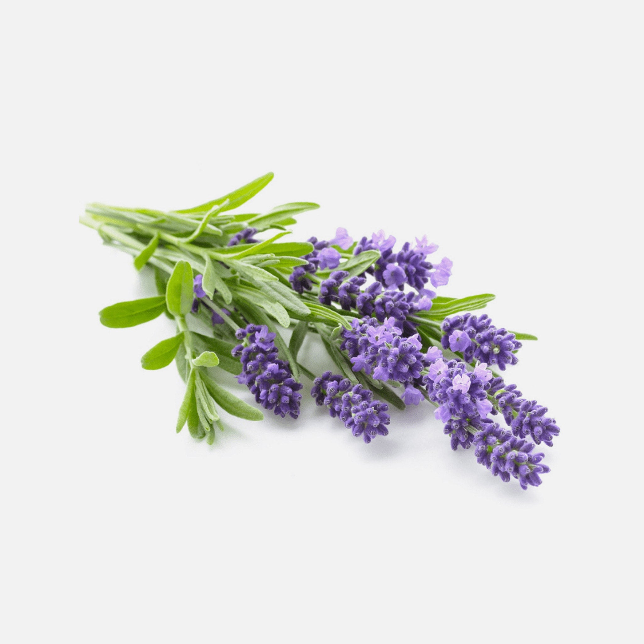 Lavendel BIO