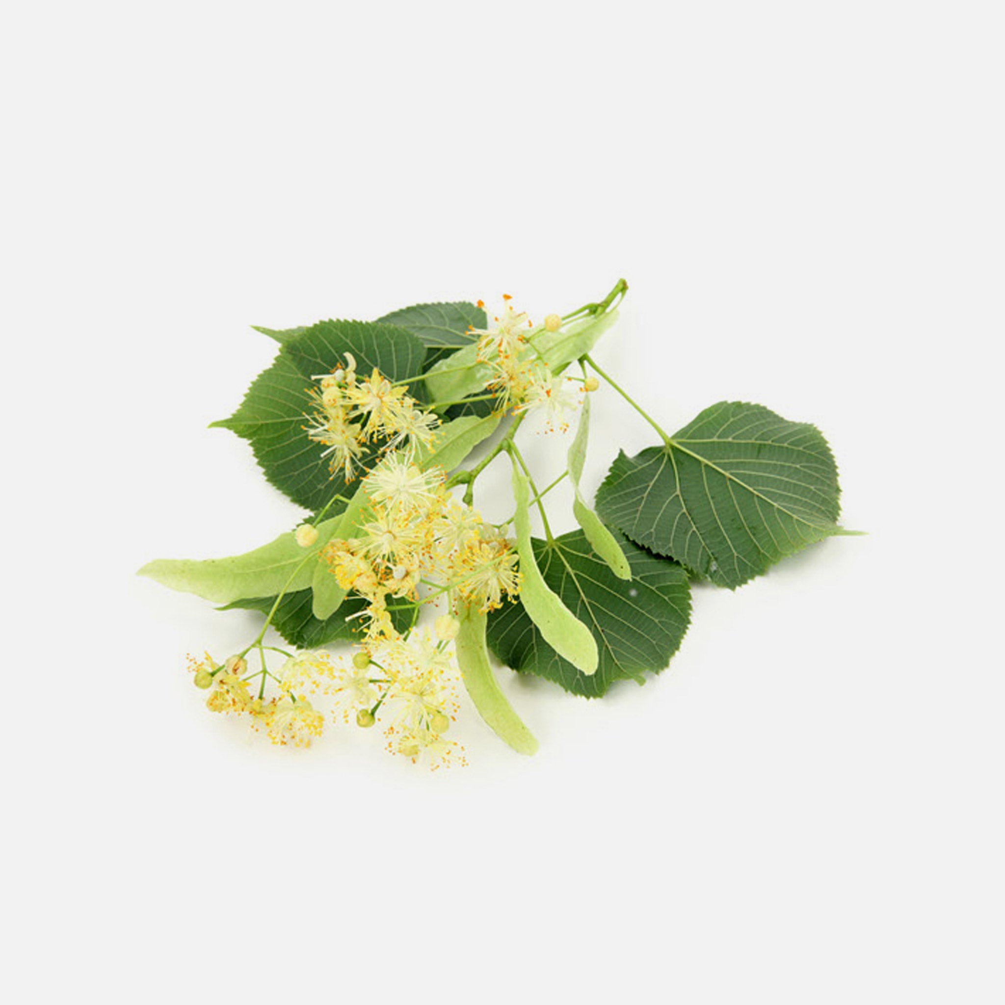 Lindenblüten BIO