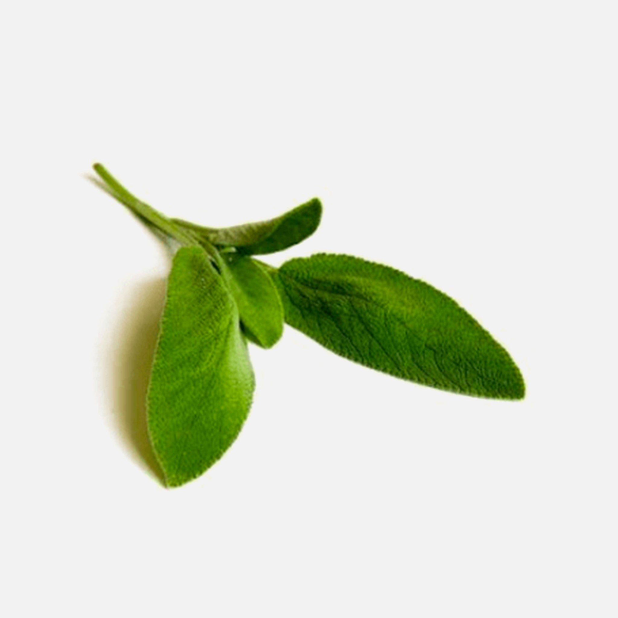 BIO Salbei (Salvia officinalis L.) 10g
