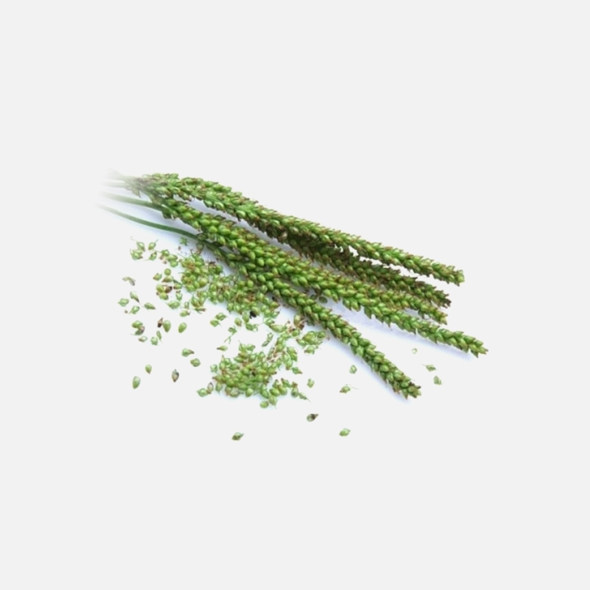 Spitzwegerich BIO