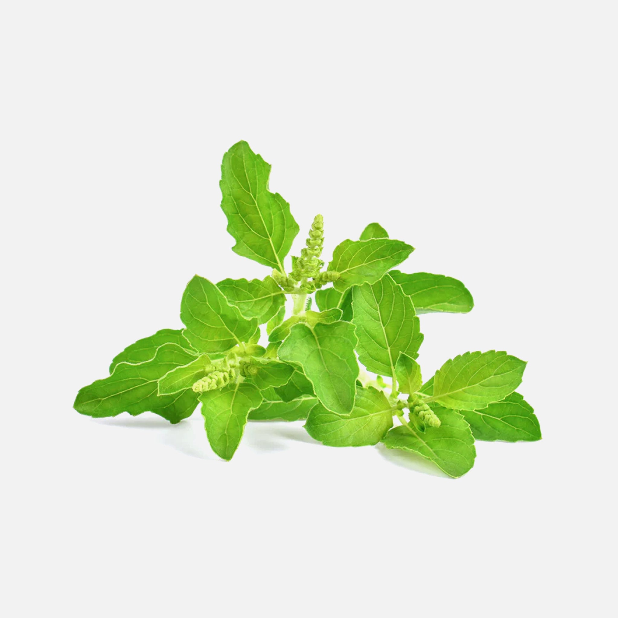 Tulsi - Indisches Basilikum BIO