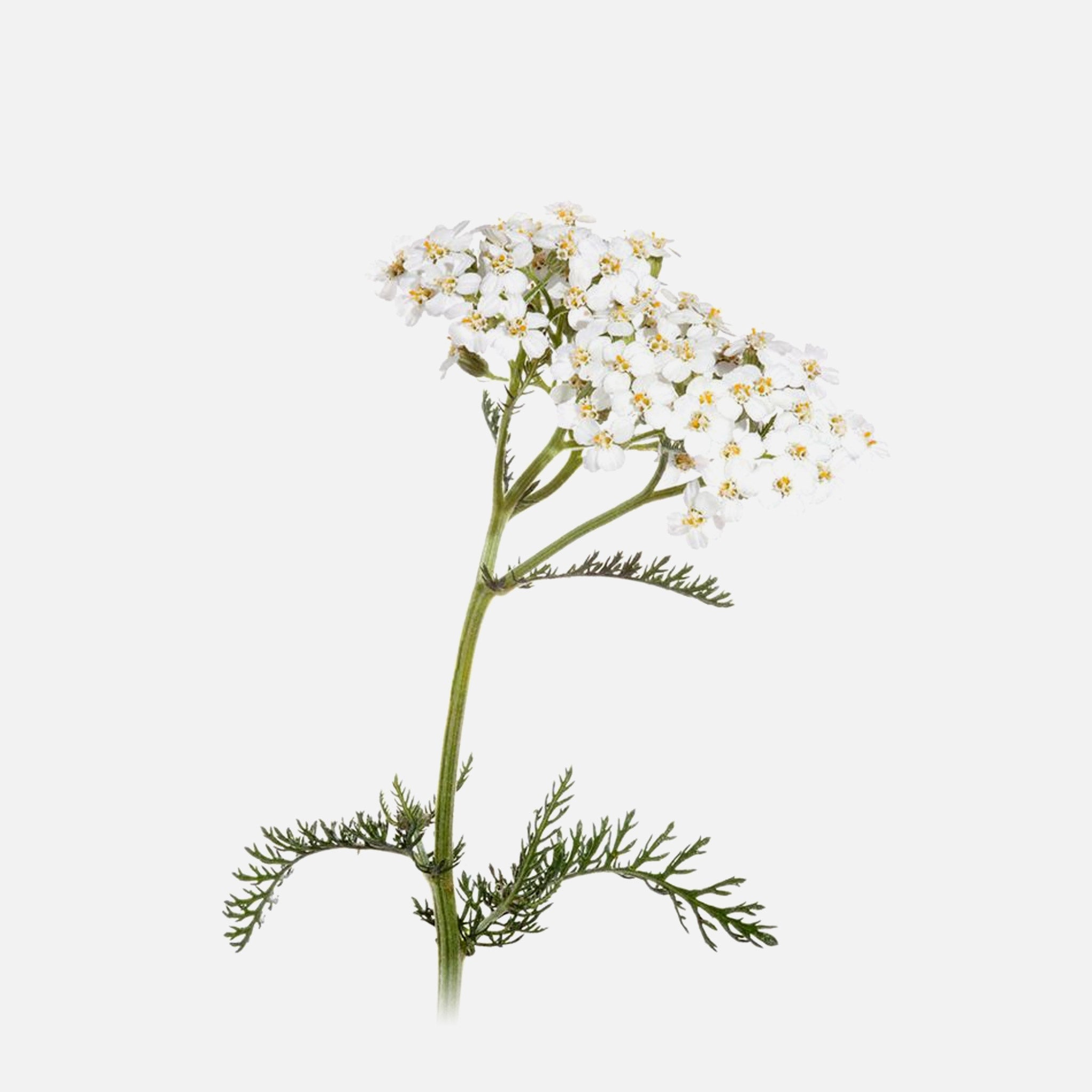 BIO Schafgarbe (Achillea millefolium)