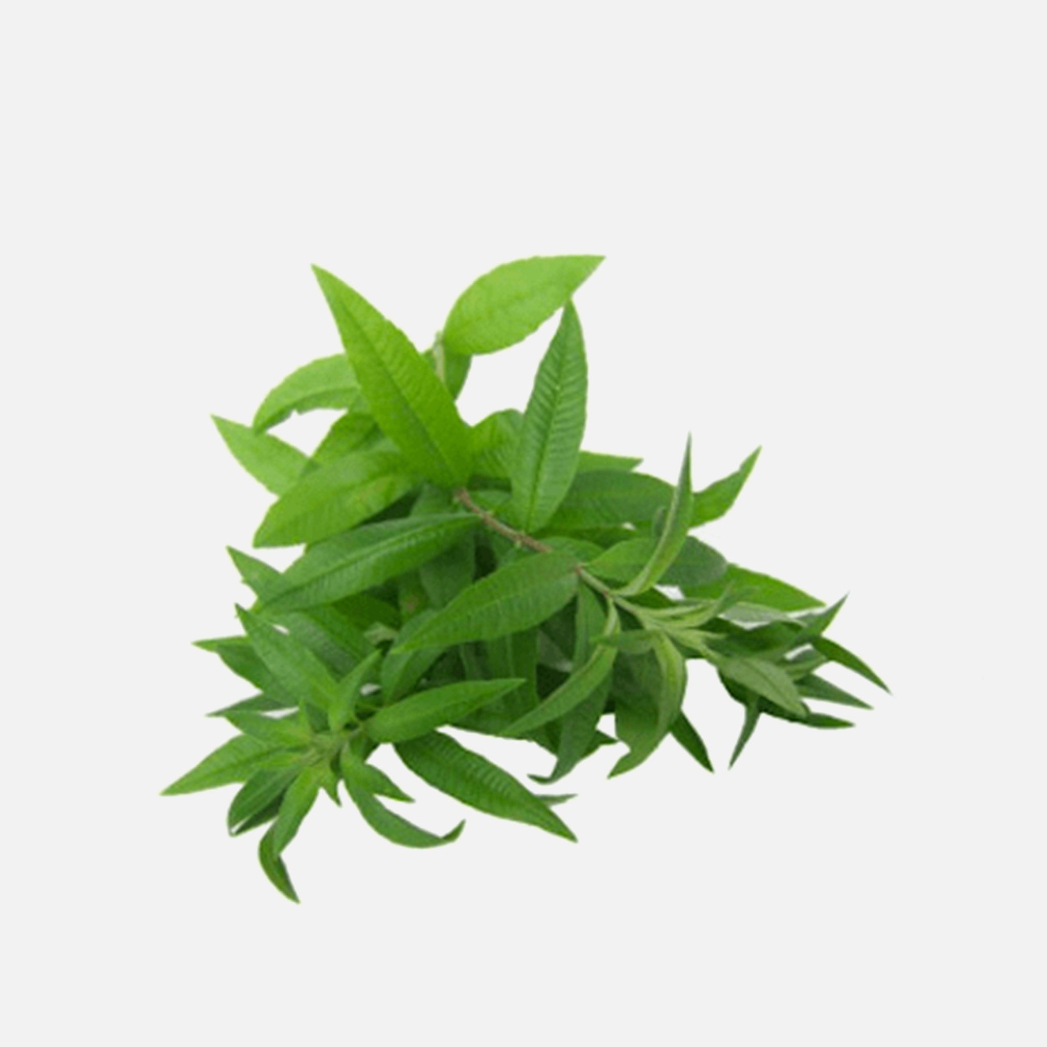 BIO Eisenkraut (Verbena officinalis L.) 10g.