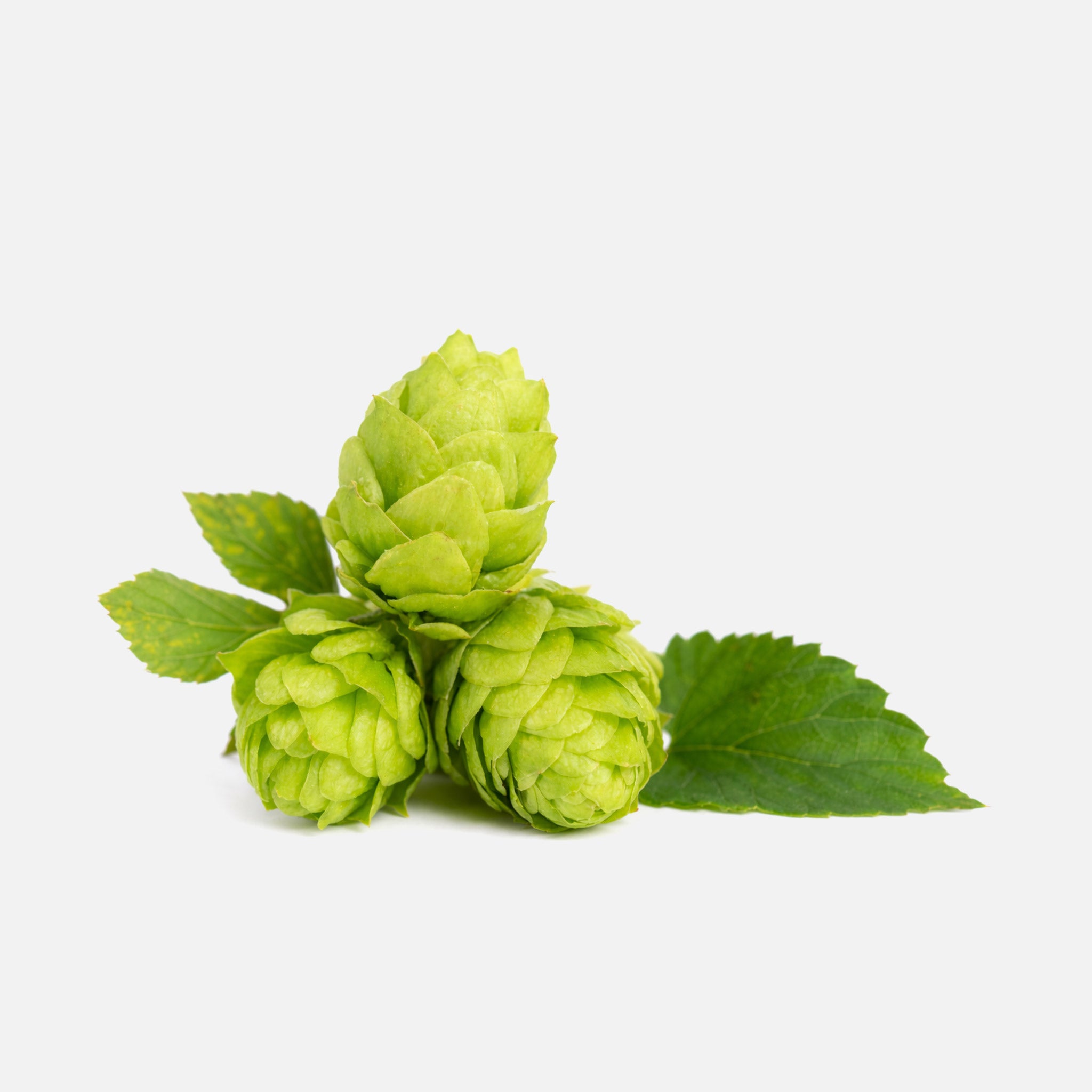 Hopfenblüten BIO