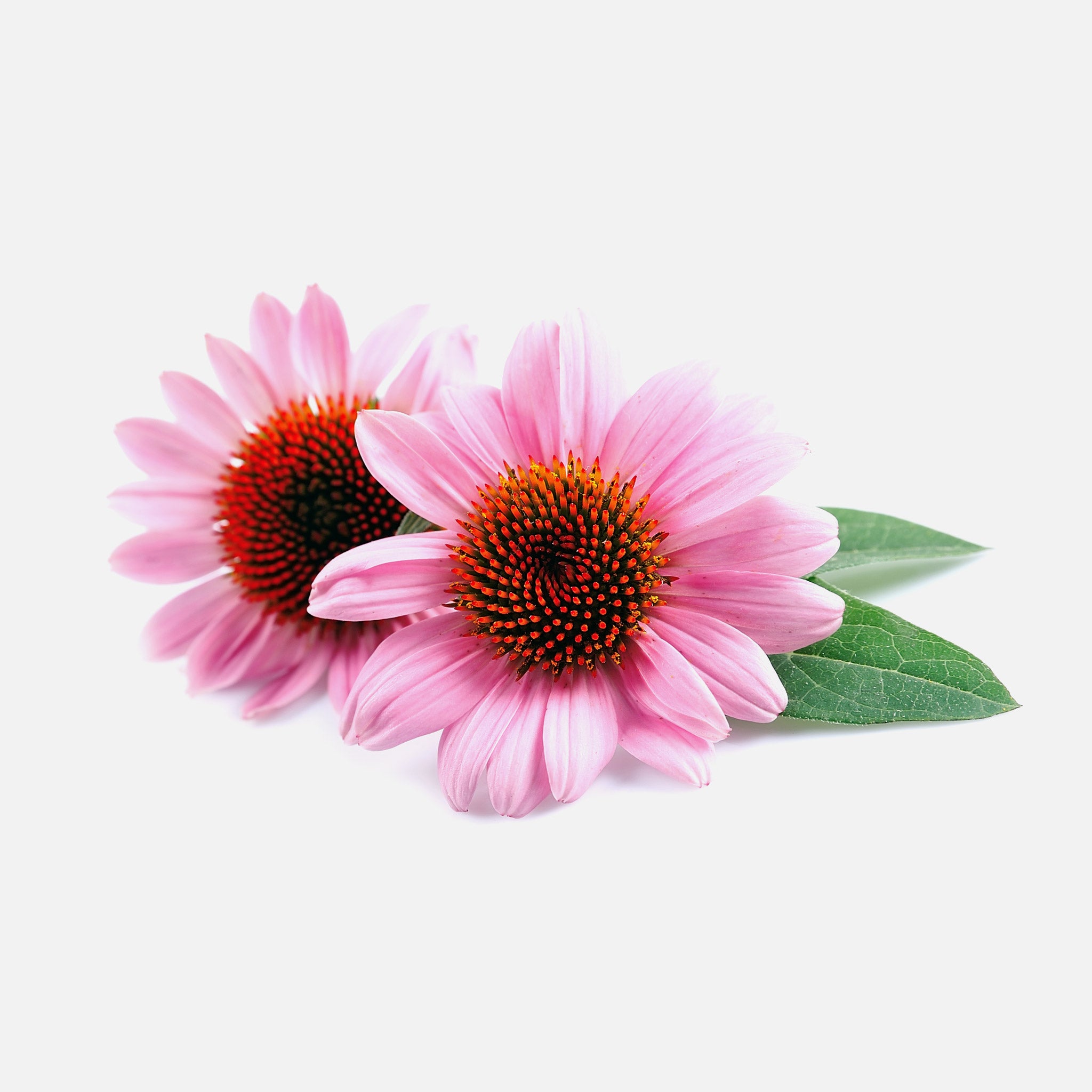 BIO Sonnenhutkraut (Echinacea purpurea L.) (10g)