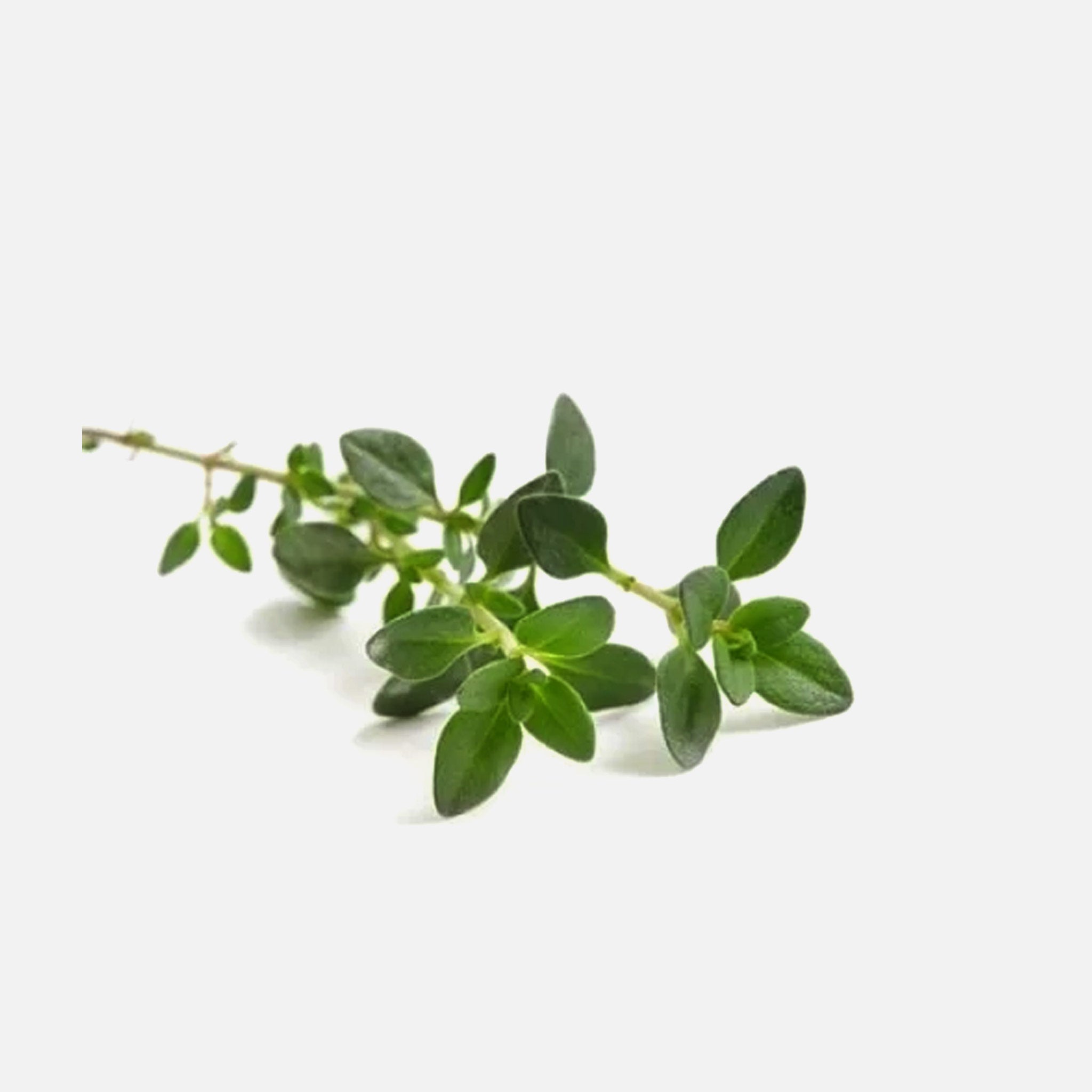 Thymian (Thymus vulgaris) 20g