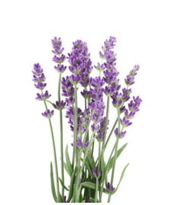 Lavendel BIO